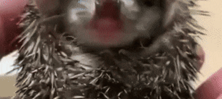 Baby hedgehog yawn