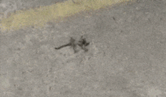 Be kind to all creatures