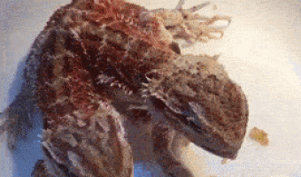 Bugs eating cockroaches