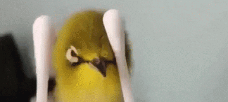 Birdy got massage