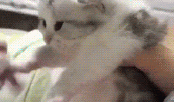 Give me my kitty back