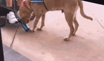 Good boi helping hooman