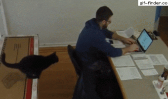 Cat jump on work papers