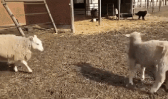Good dog stops the sheep fight