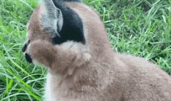 Caracal