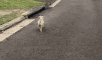 Cat and dog on street