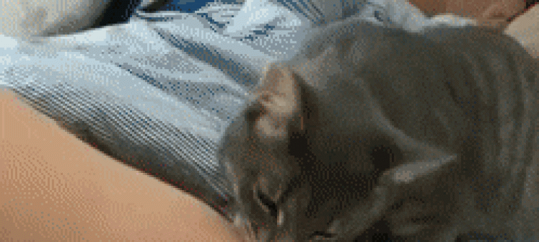 Cat bites hooman