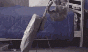Cat Cleaning