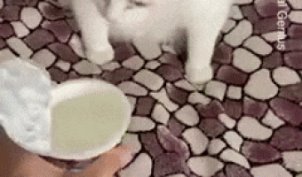 Cat hates the smell of sour cream