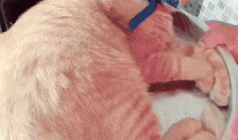 Cat in the oven parody