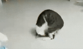 Cat round and round