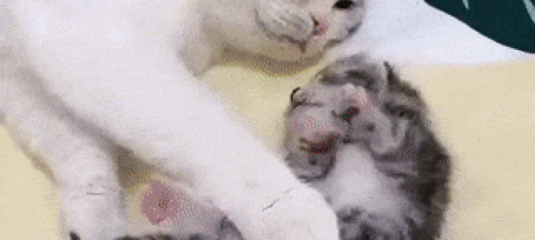 Cat mom hugs her little kitten having a nightmare