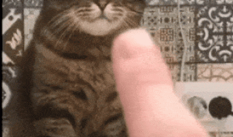 Cat does not like your finger