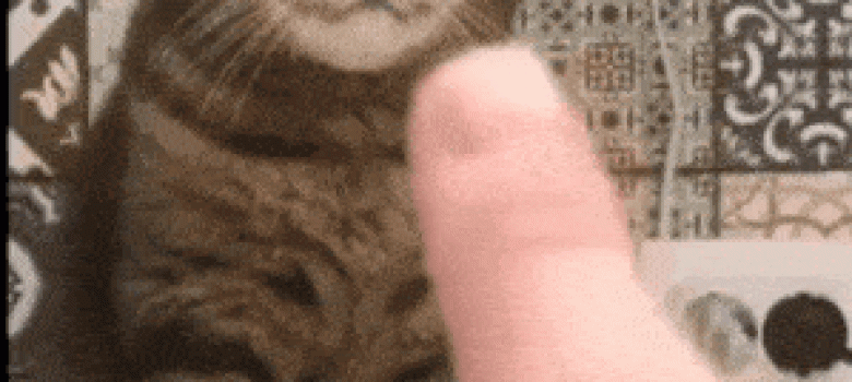 Cat does not like your finger