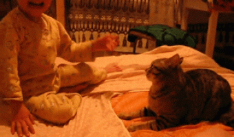 Cats Never Take A Shit