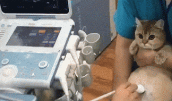 Catto getting an ultrasound