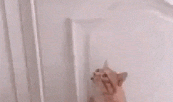 Catto loves his hooman