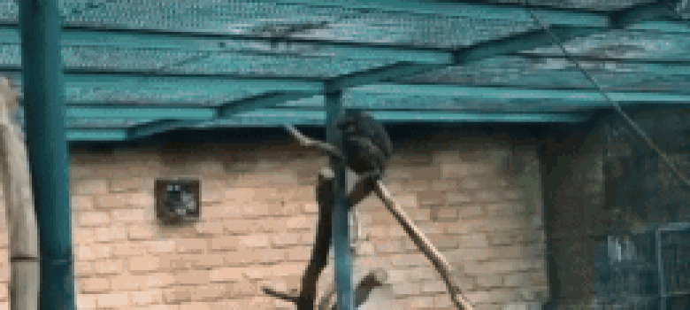 Angry chimpanzee