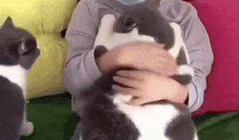 Chubby catto