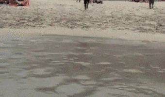 Nailed to the Beach