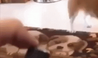 How to scare your dog