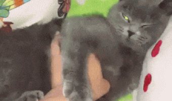 How to dominate a cat