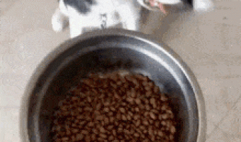 How to teach your dog to eat properly