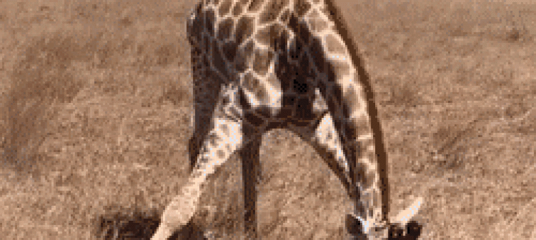 How the giraffe eats grass on the ground