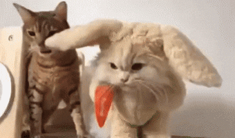 Rabbit with Cat Face