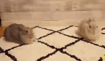 Rabbit stretches for a kiss