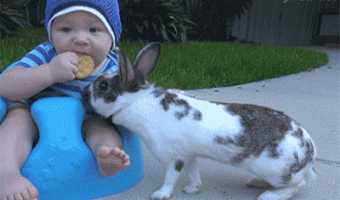 Rabbit takes the child’s cookie
