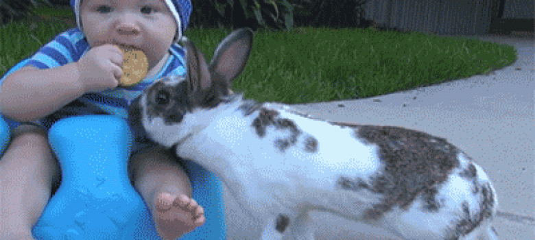 Rabbit takes the child’s cookie