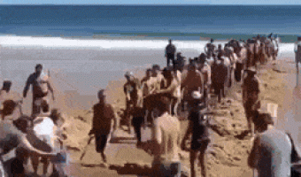 Crowd joining in to rescue a shored great white shark