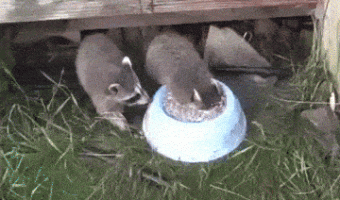 When eating is more important than breathing