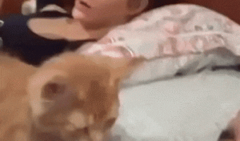 When the cat chooses you