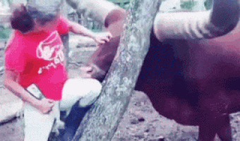 When the horns are bigger than a tree