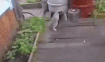 When you have to carry your friend after a party