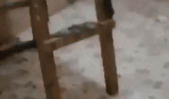 Lizards in the house