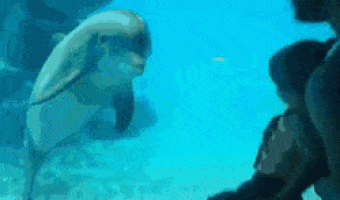 Giving the dolphins a show