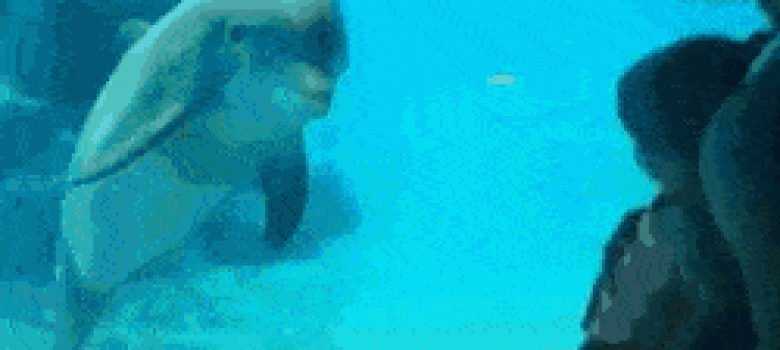 Giving the dolphins a show