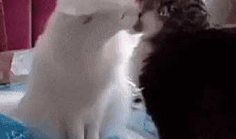 From love to hate there is a step