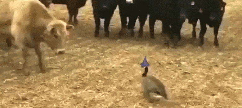 Director of Cows