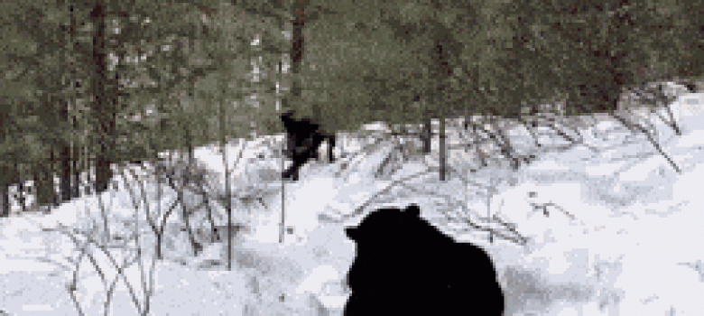 Dog and black panther best friends