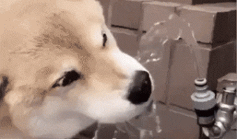 Dog drinking water