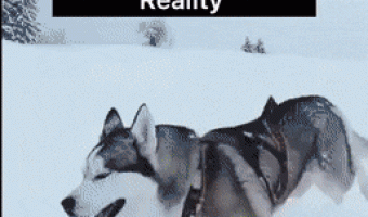 Husky Expectation va Reality