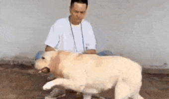 Doggo trolling hooman