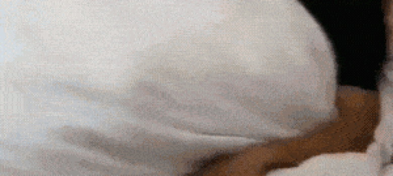 Dogs in bed