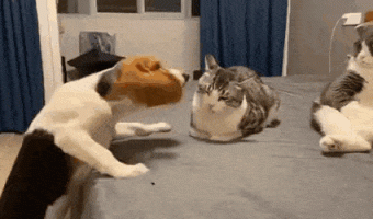 The other cat is like what the hell are you doing