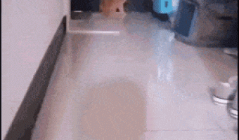 The power of V with cats