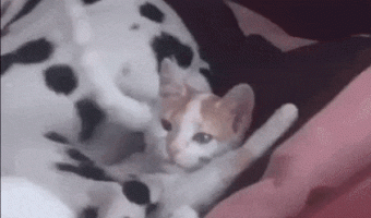 He just wanted to sleep